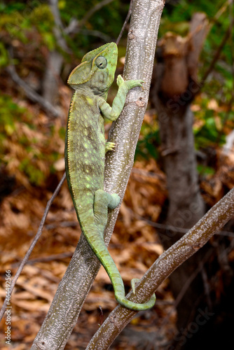 Madagaskar-Riesenchamäleon // Malagasy giant chameleon (Furcifer oustaleti)