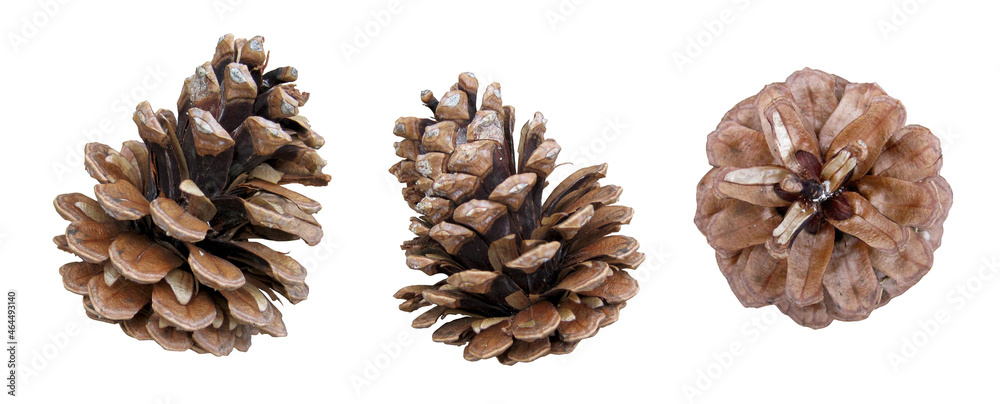 Photo of pine cone clippings - obrazy, fototapety, plakaty 