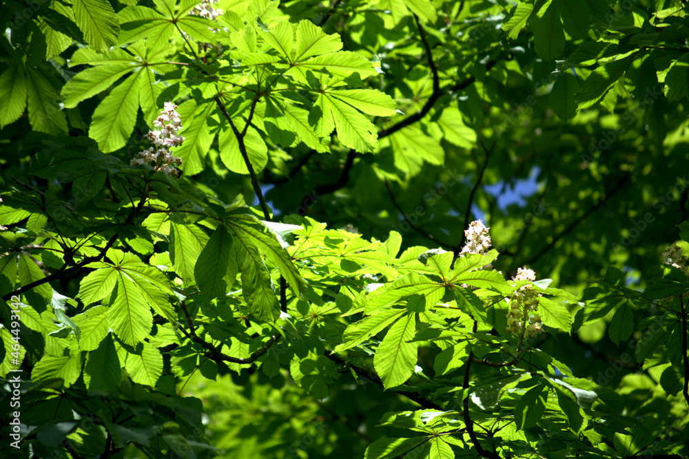 green leaves in spring,leaf, nature, plant, leaves, tree, garden,garden,flower, natural, green leaves in spring,leaf, nature, plant, leaves, tree, garden,garden,flower, natural,