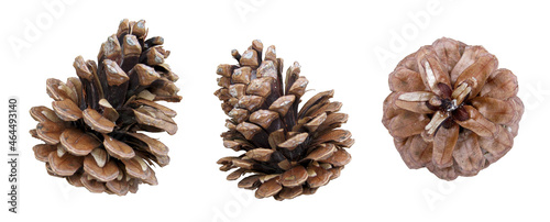 Photo of pine cone clippings photo