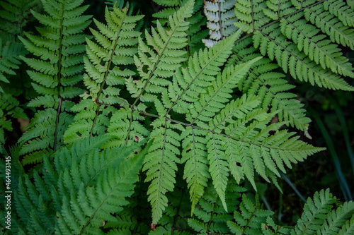 Fern leaves create a beautiful pattern. Fern leaf pattern hides the ground securely