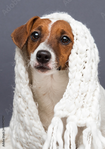 dog in a white warm scarf jack russell terrier breed
