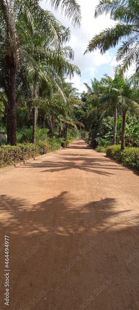 Obraz premium trees on the beach