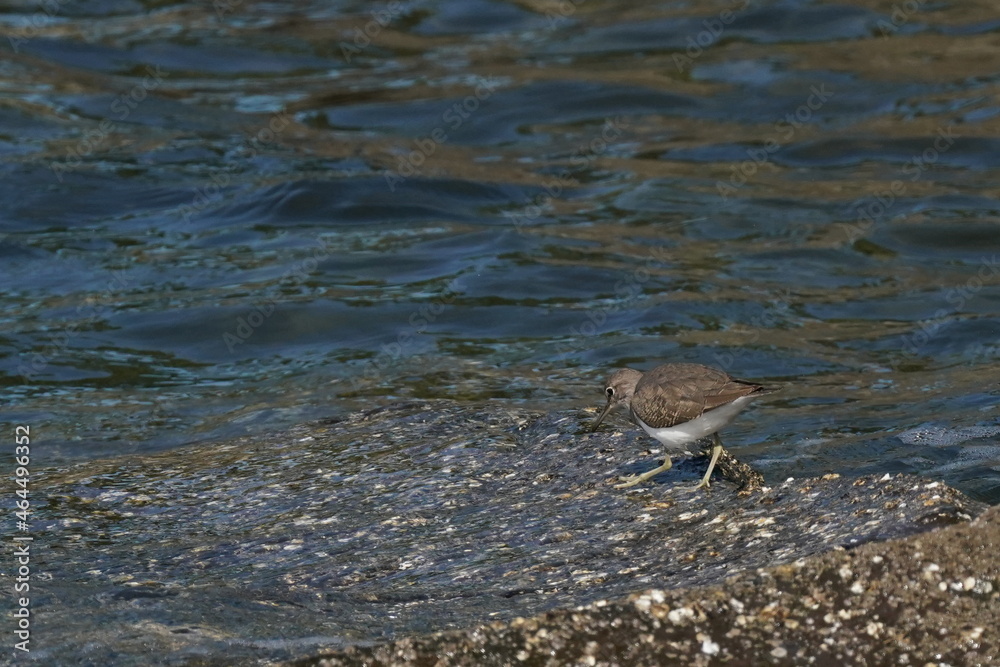 sandpiper in the seashore sandpiper in the seashore