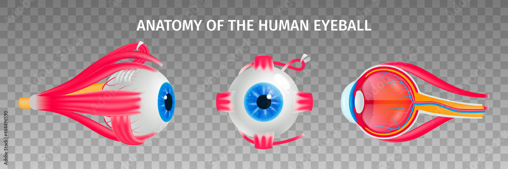 Fototapeta premium Human Eye Anatomy Transparent Set
