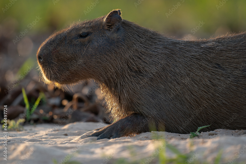 The capybara (Hydrochoerus hydrochaeris) The capybara (Hydrochoerus hydrochaeris)