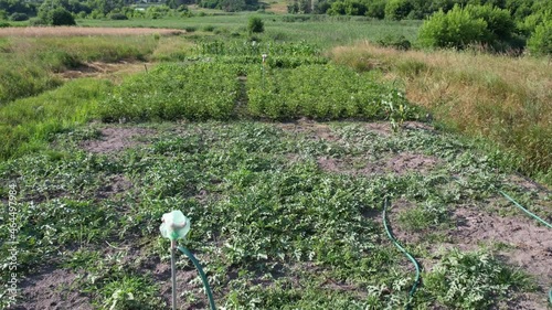 Drone flight above rural vegetable garden on a summer sunny day