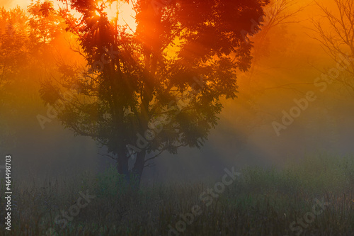 Sun rays at sunrise in the fog in a dark garden. © APHOTOSTUDIO