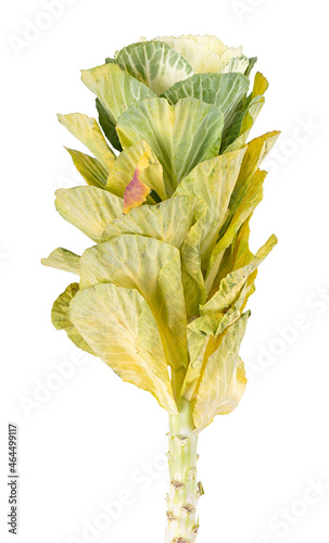 Small decorative cabbage isolated on white background