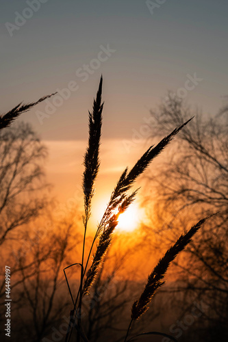Silhouette of pampas grass at sunset.  Atmospheric mood, scenic nature background.