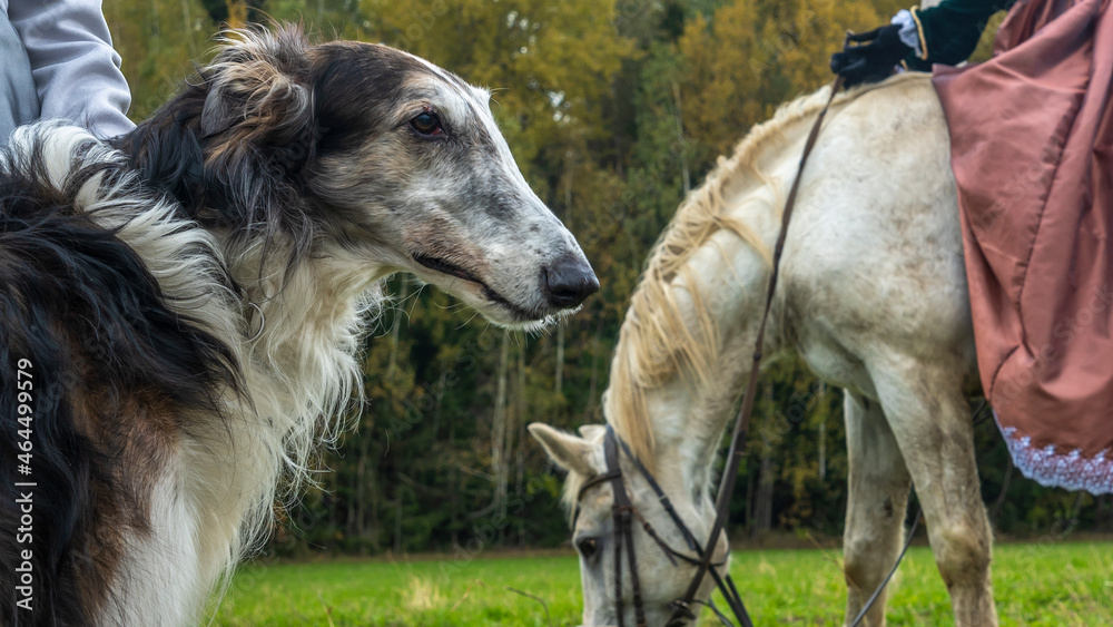 Beautiful russian borzoi or greyhound dogs with horse. Close-up view of dogs and hotse heads. Animal concept. Beautiful russian borzoi or greyhound dogs with horse. Close-up view of dogs and hotse heads. Animal concept.