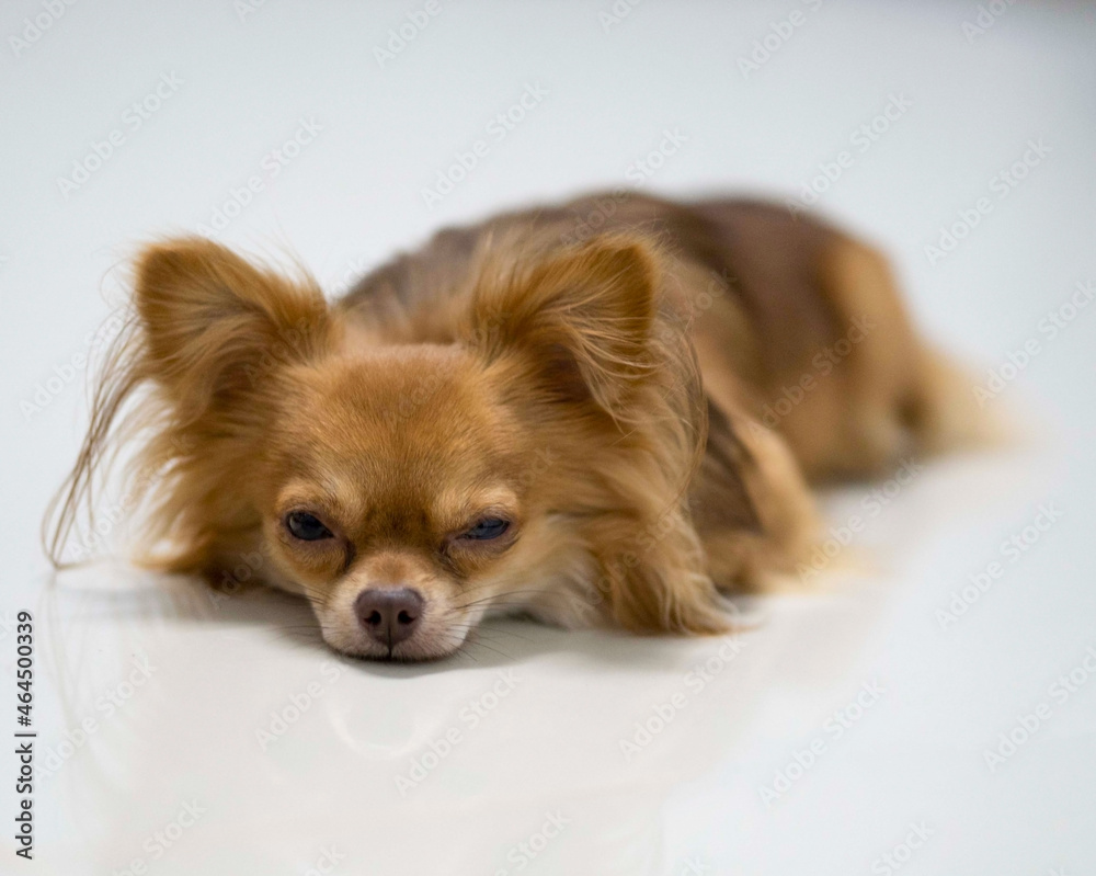 chihuahua puppy sleeping on white background