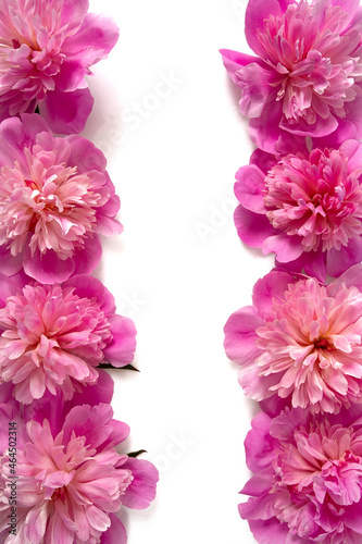 fresh peonies isolated on white background