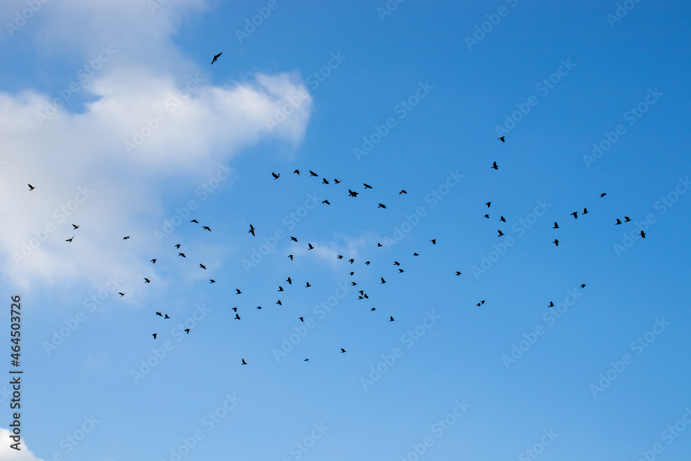 Crows flying in the clear blue sky.