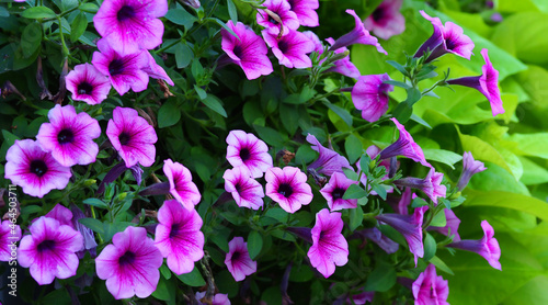 purple petunia flowers in the garden, macrophoto wide banner © Laptinoff Juliette
