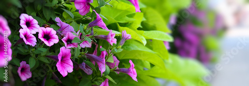 purple petunia flowers in the garden, macrophoto wide banner photo