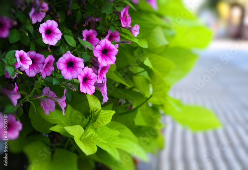 purple petunia flowers in the garden, macrophoto wide banner