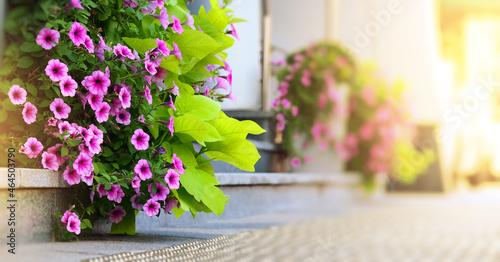 purple petunia flowers in the garden, macrophoto wide banner