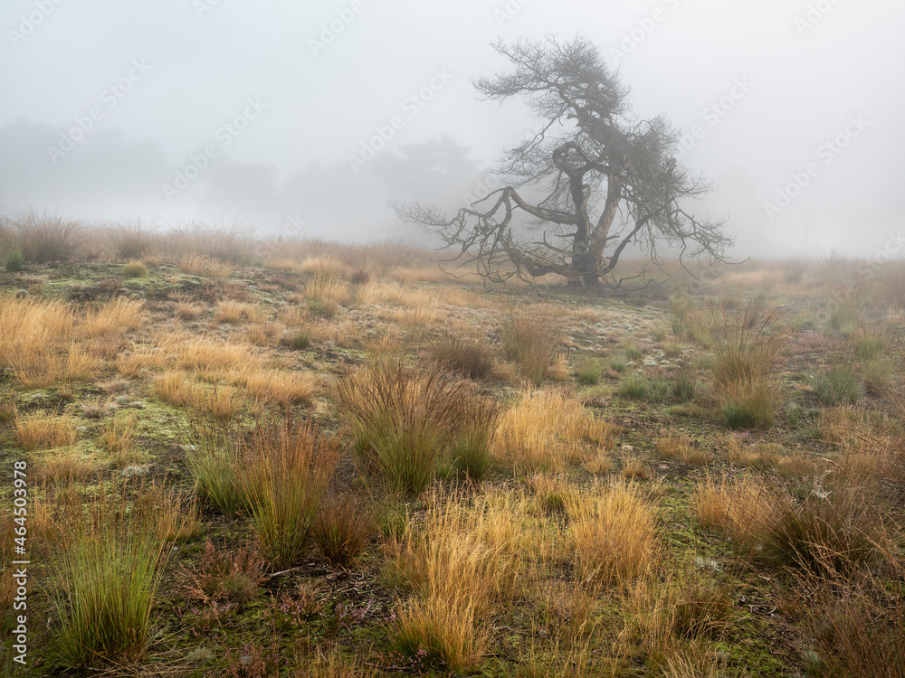 Morning mist on the heath with atmospheric landscape