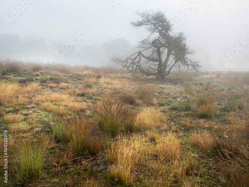 Morning mist on the heath with atmospheric landscape photo