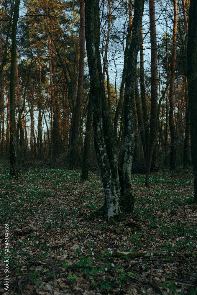 Obraz premium Two trees