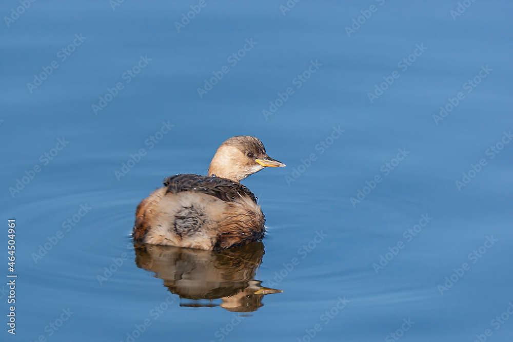 Fototapeta premium Little Grebe (Tachybaptus ruficollis) swimming in the lake