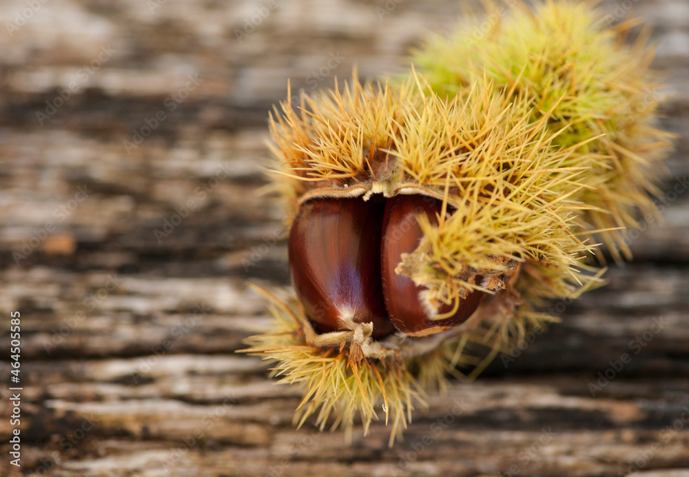 Ripe raw sweet chestnuts on wooden background from above, with copy space for text. Ripe raw sweet chestnuts on wooden background from above, with copy space for text.
