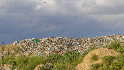 Birds Garbage Dump