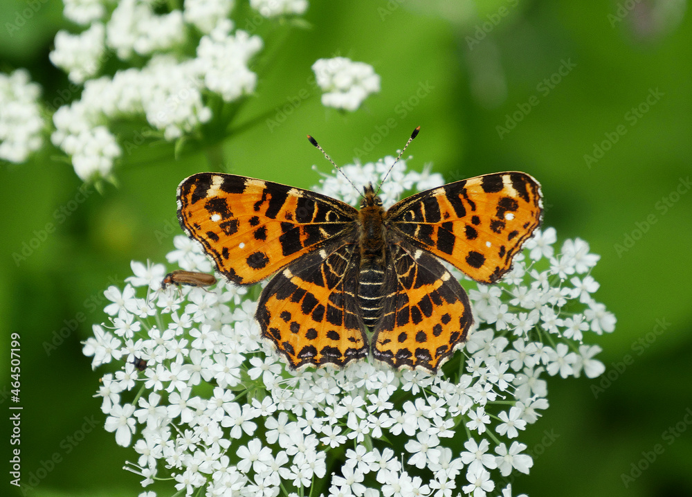 Landkärtchen (Araschnia levana f. levana), Frühlingsgeneration