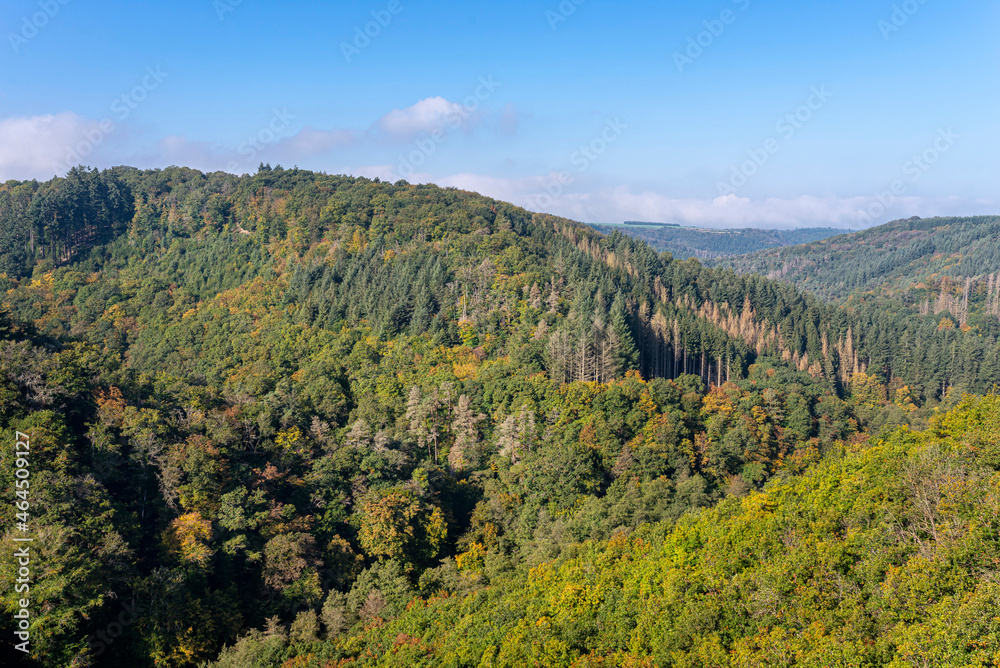 Dense forest in West Germany on the hills in the autumn season.