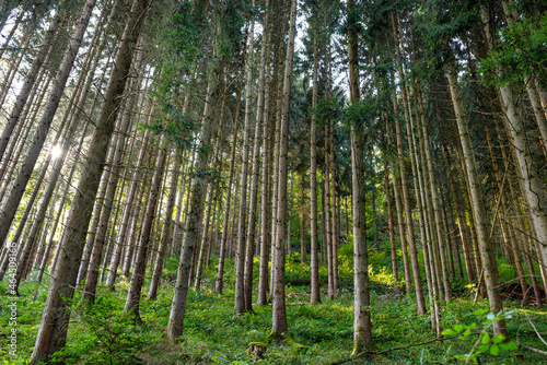 Tall conifers in a dense forest, view upwards of tree trunks, in the autumn season.