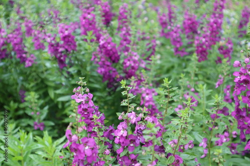 purple honey plant blooming outdoor design for abundance concept close-up