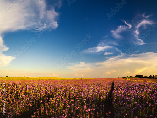Wallpaper Mural sunset over the field Torontodigital.ca