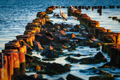 heron sima on a wooden breakwater in the first rays of the rising sun. Baltic Sea, Gdynia