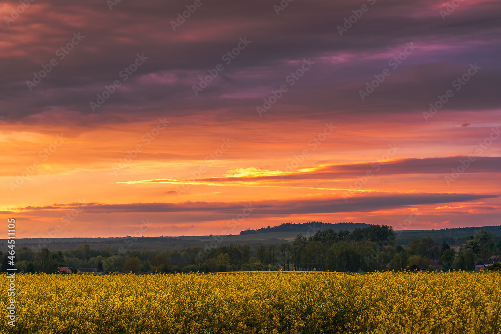 beautiful sunset over the rapeseed fields and sunbeams. Nice evening, beautiful smell.