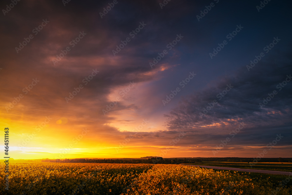 beautiful sunset over the rapeseed fields and sunbeams. Nice evening, beautiful smell. beautiful sunset over the rapeseed fields and sunbeams. Nice evening, beautiful smell.