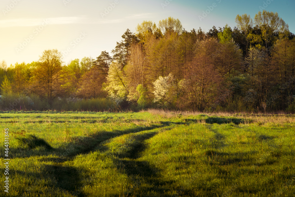 Fototapeta premium a springtime sunrise in a meadow full of grass and mists