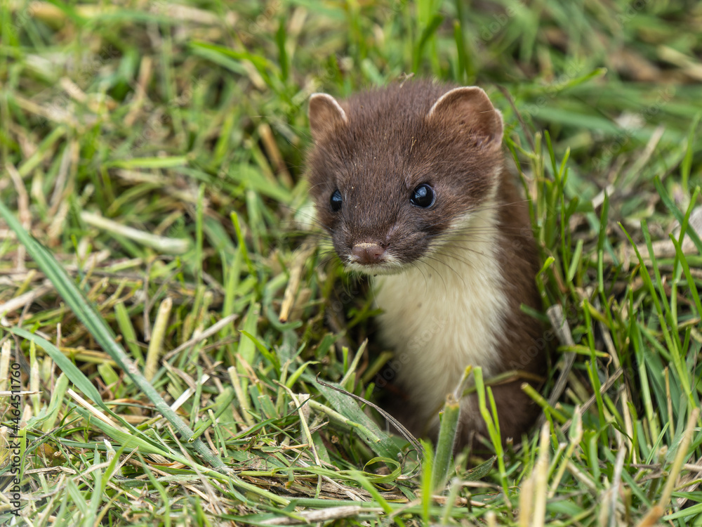 Stoat Head Looking out of a Hole