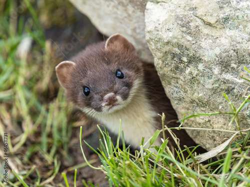 Obraz na płótnie Stoat Head Looking out of a Hole w salonie