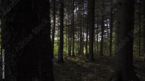 Beim sonnigen Wetter im Wald die Natur genießen.