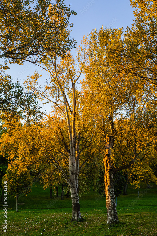 Fototapeta premium trees in a park in autumn