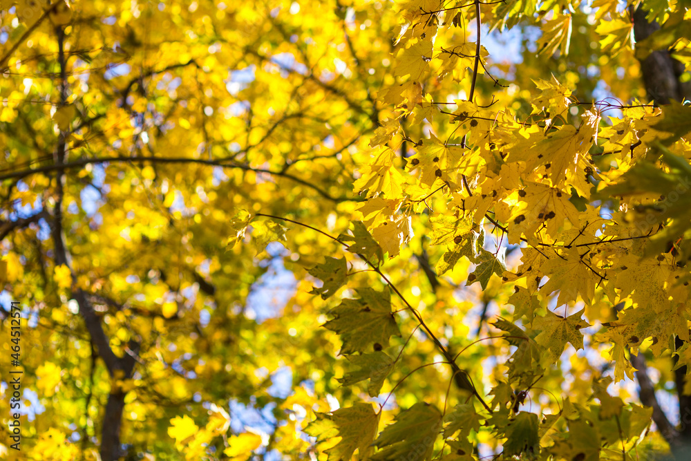 yellow leaves in the sun yellow leaves in the sun