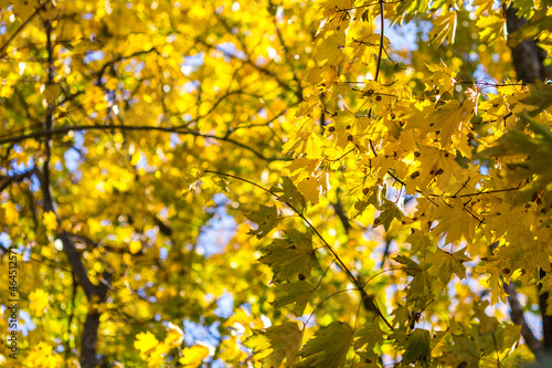 yellow leaves in the sun