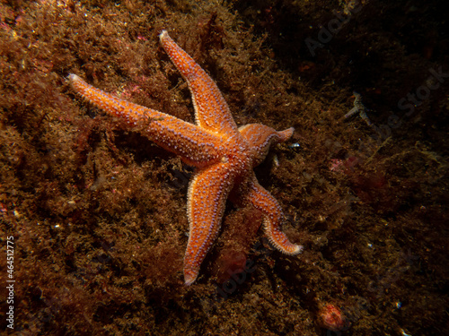 A closeup picture of a common starfish, common sea star or sugar starfish, Asterias Rubens. Picture from the Weather Islands, Skagerack Sea, Sweden