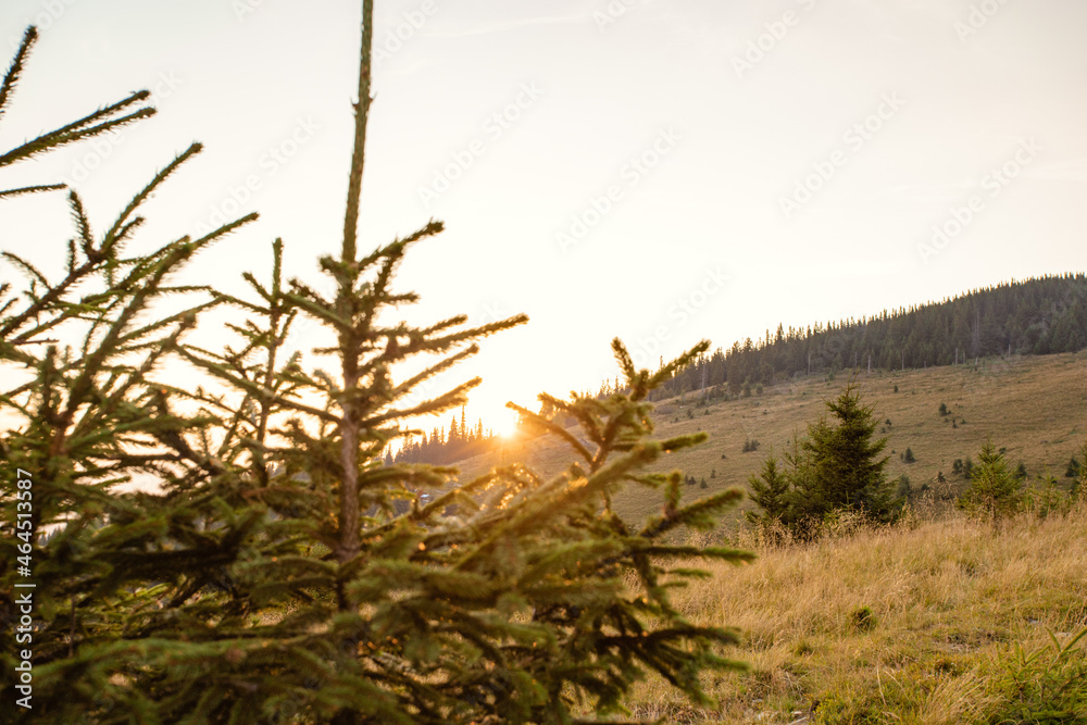 Fototapeta premium small tree on top of the mountains in the rays of the setting sun.