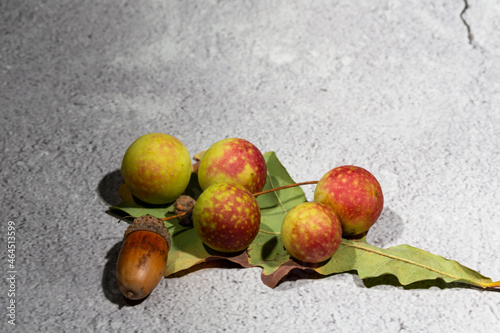 фотографія Oak apples on the underside of an oak leaf