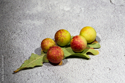 Φωτογραφία Oak apples on the underside of an oak leaf
