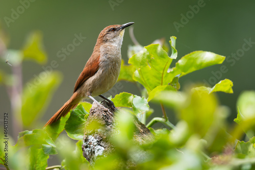 curutié (Certhiaxis cinnamomeus)