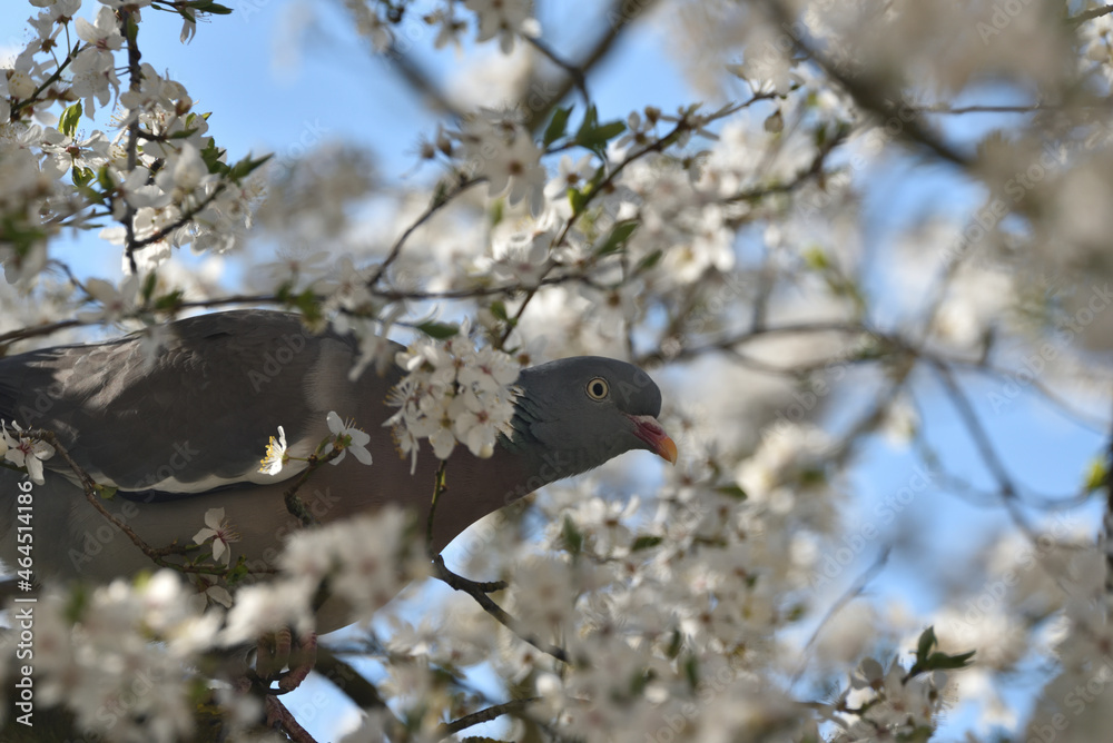 Fototapeta premium a wood pigeon hides on a blooming cherry tree branch