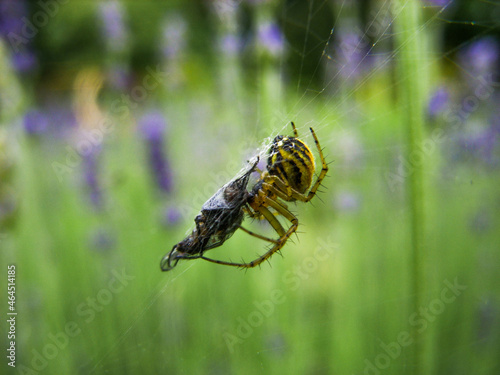 Spider and fly on the web © Violetta Korolkova 